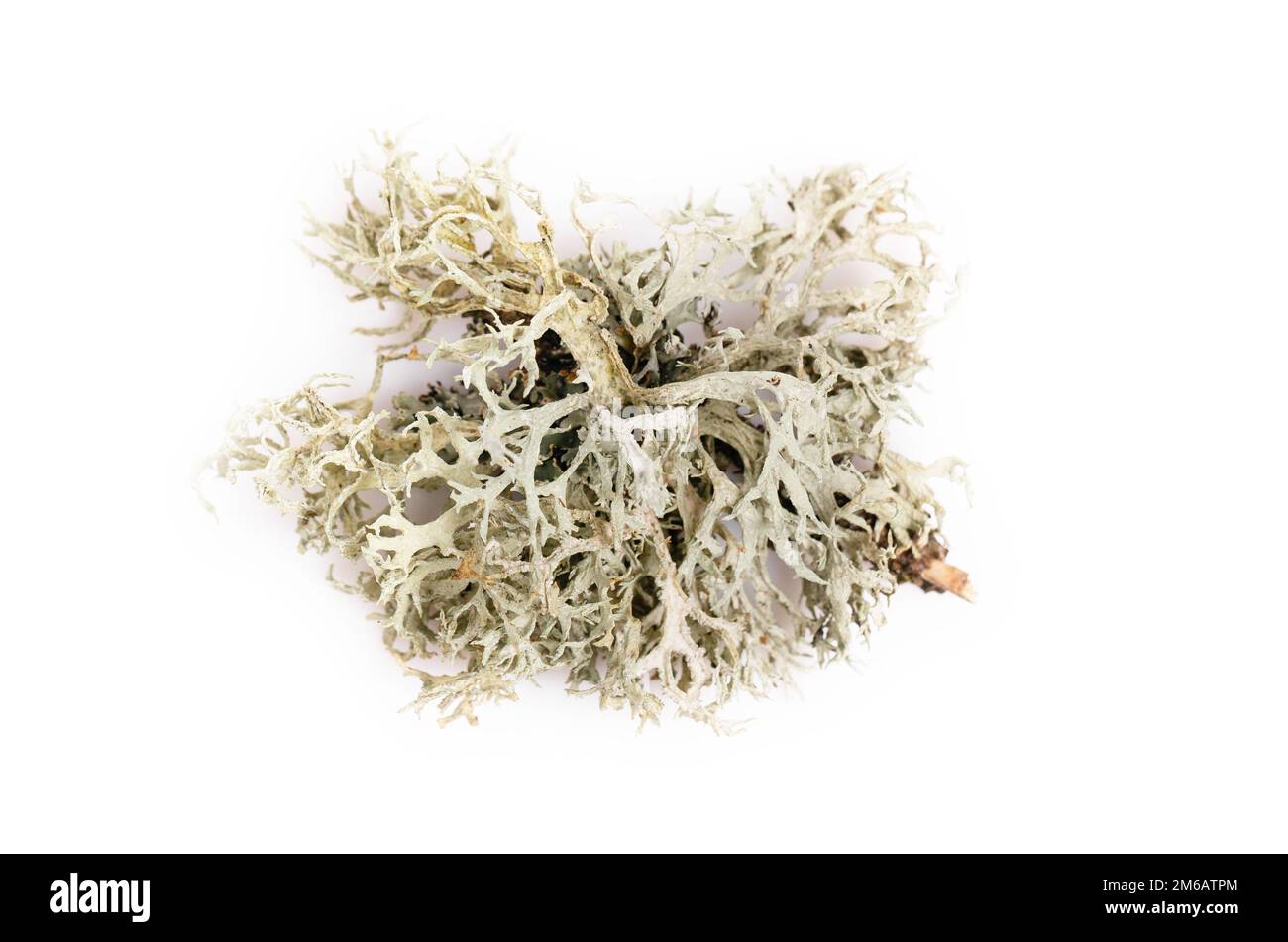 Fishnet lichen, Cladonia boryi, lichen sur fond blanc Banque D'Images