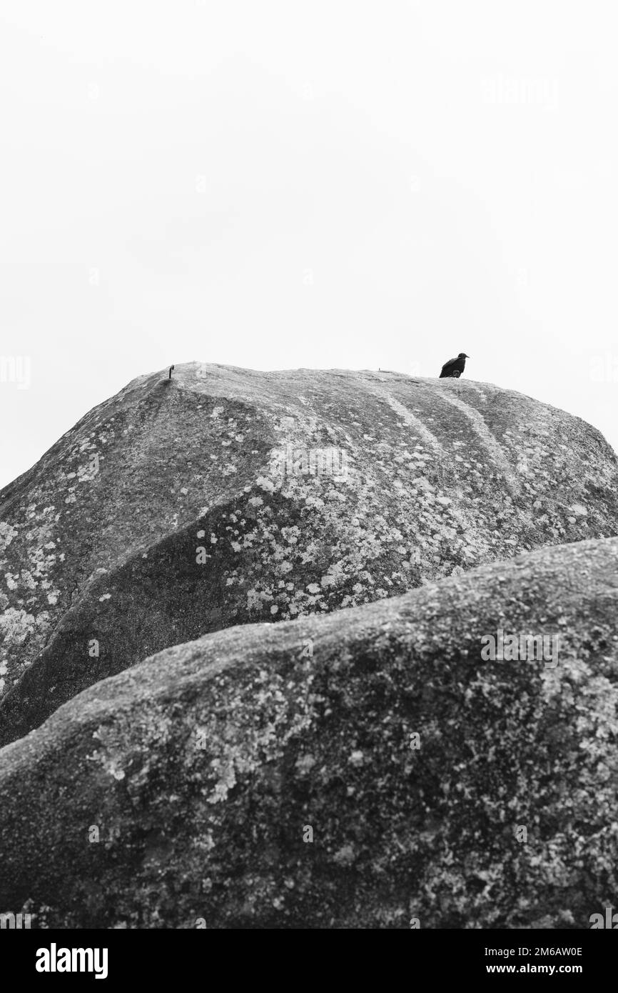 Oiseau solitaire au sommet d'une montagne en noir et blanc, Parc national de Tijuca, Rio de Janeiro, Brésil Banque D'Images
