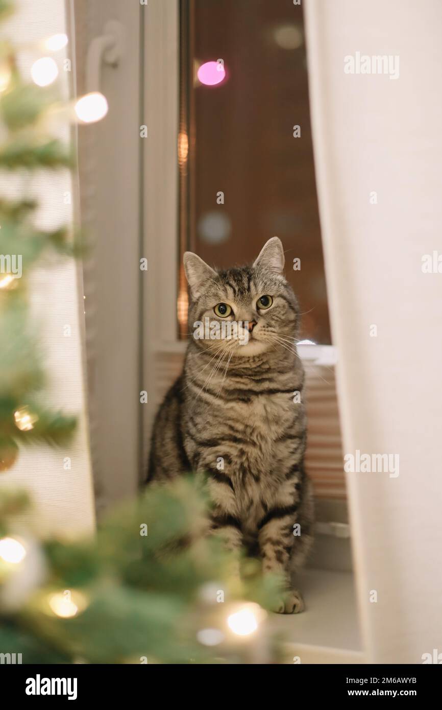 Chat drôle et l'arbre de Noël décoré. Joyeux Noël et nouvel an Banque D'Images