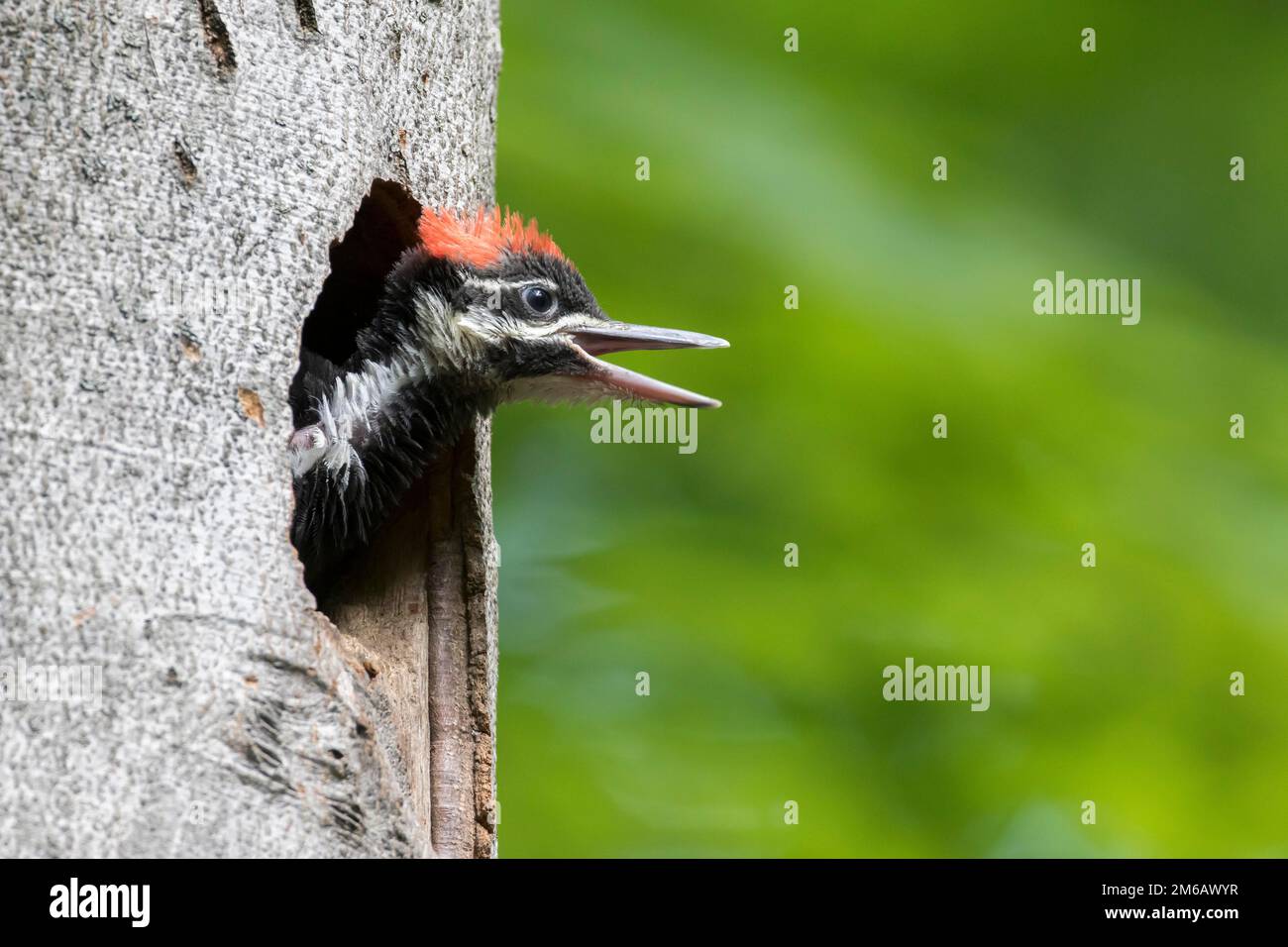 Un jeune pic piléé affamé (Dryocopus pileatus) pleure au trou de nid. Banque D'Images