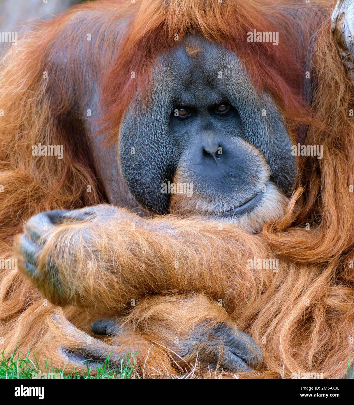 Orang Borneo orangutan (pongo pygmaeus), portrait animal d'un homme, adulte, captif, Allemagne Banque D'Images