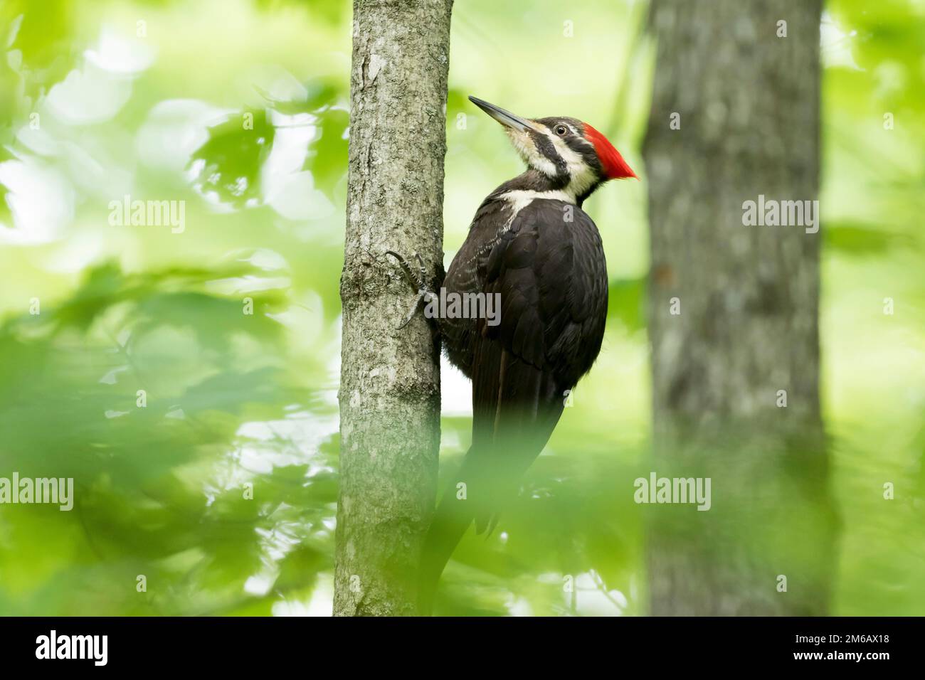 Pic piléé (Dryocopus pileatus) perché sur un petit arbre et observant. Banque D'Images