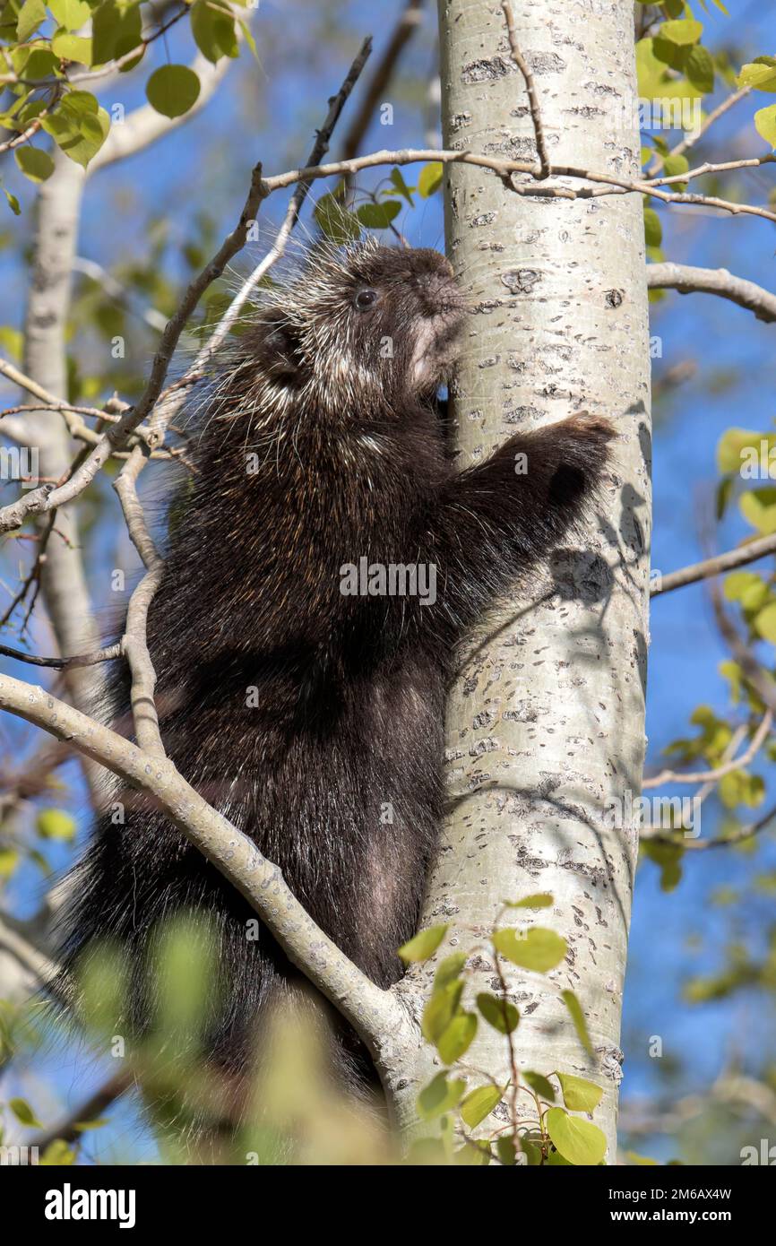 Porc-épic nord-américain (Erethizon dorsatum) grimpant dans un arbre de peuplier faux-tremble. Banque D'Images