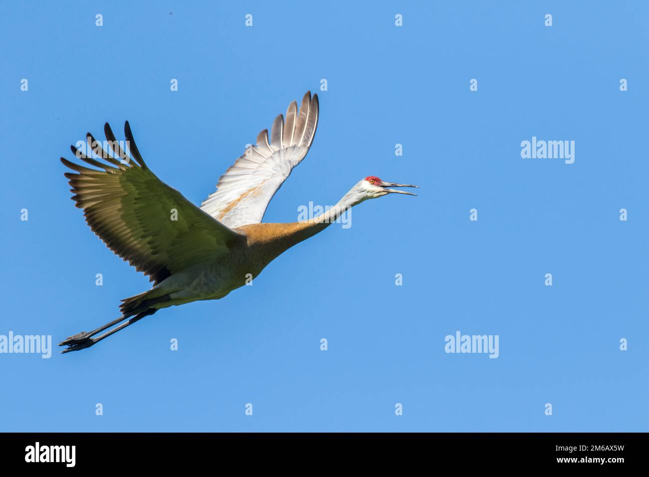 Grue de sable (Grus canadensis) en vol sous un ciel bleu. Banque D'Images