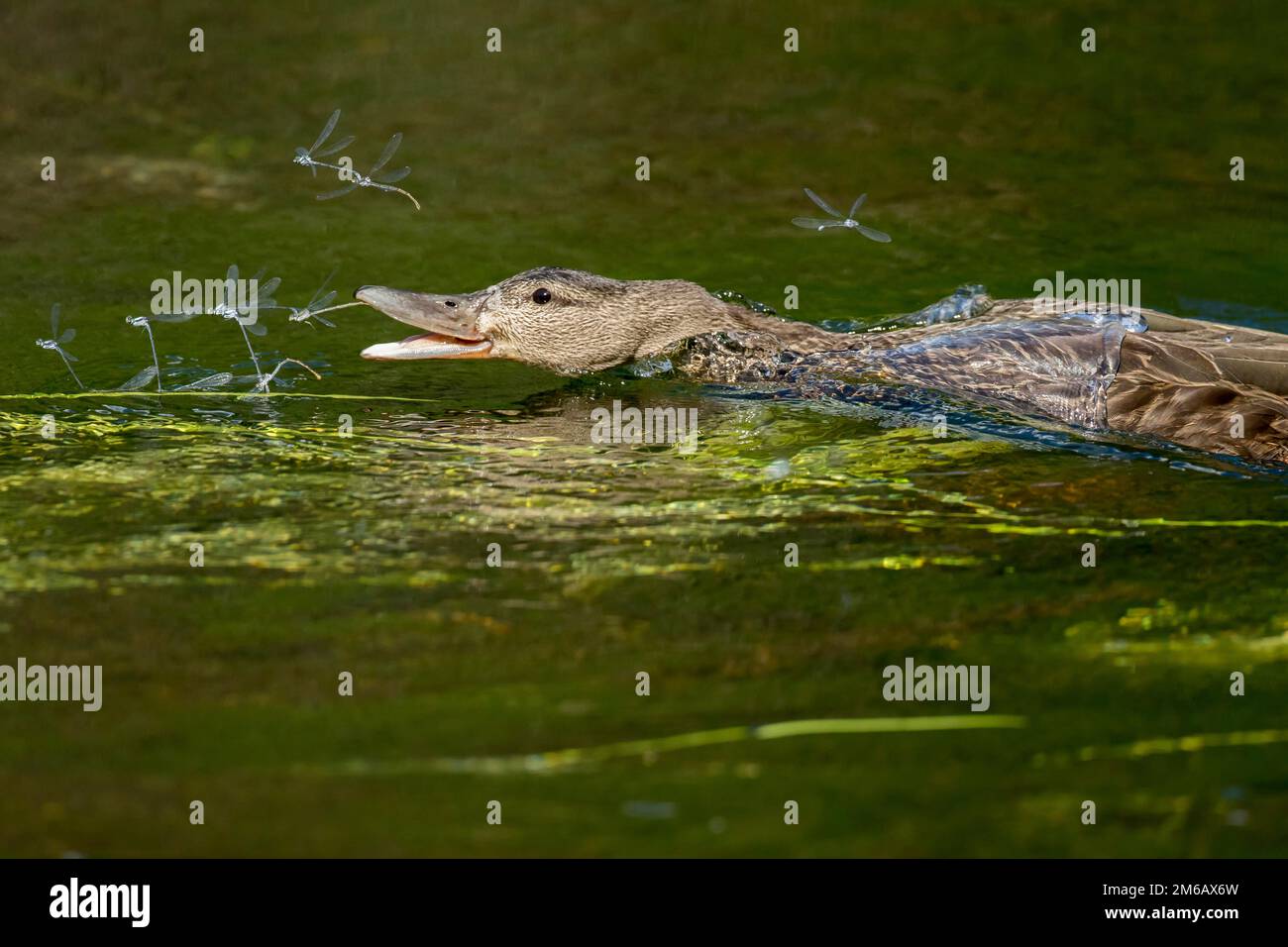 Canard colvert (Anas platyrhynchos) attrapant des damselflies sur un lac. Banque D'Images