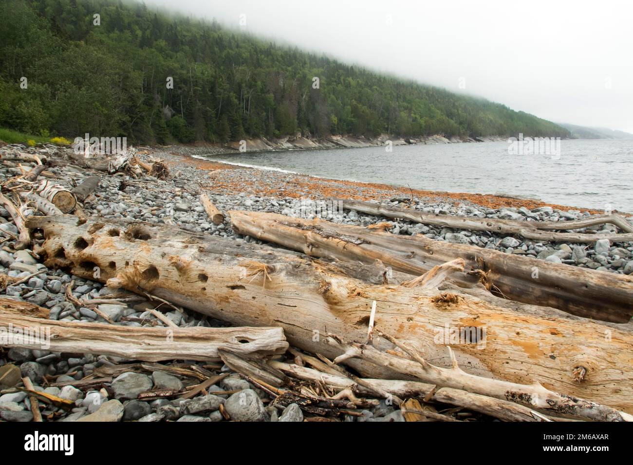 Des arbres morts amenés au bord de la mer par les courants Banque D'Images