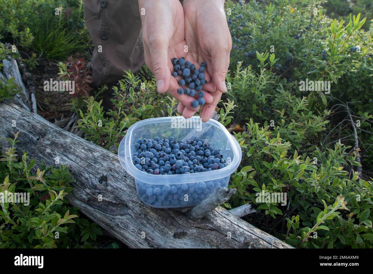 Les gens collectant des bleuets Banque D'Images