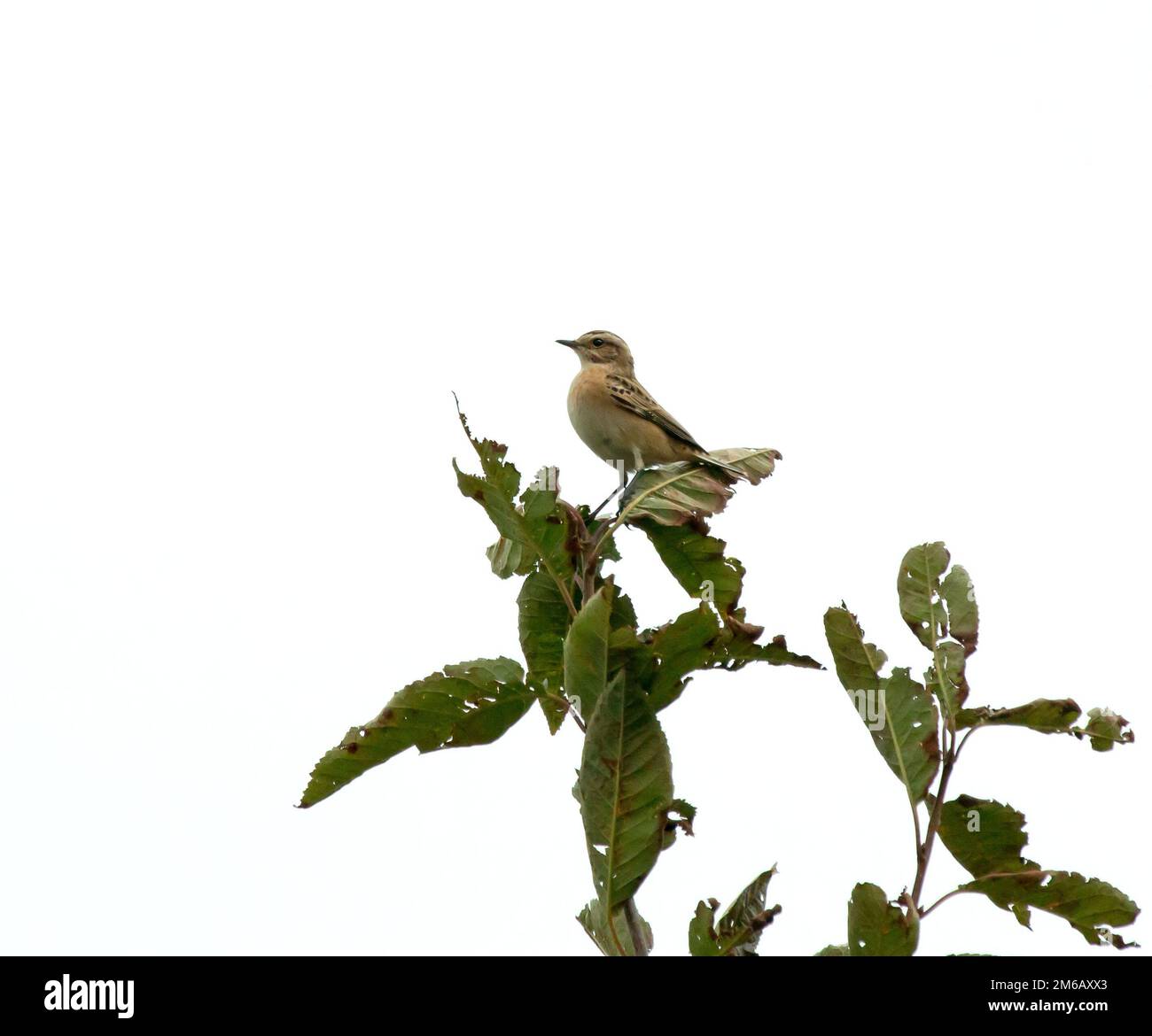 Whinchat migrant Bird Banque D'Images