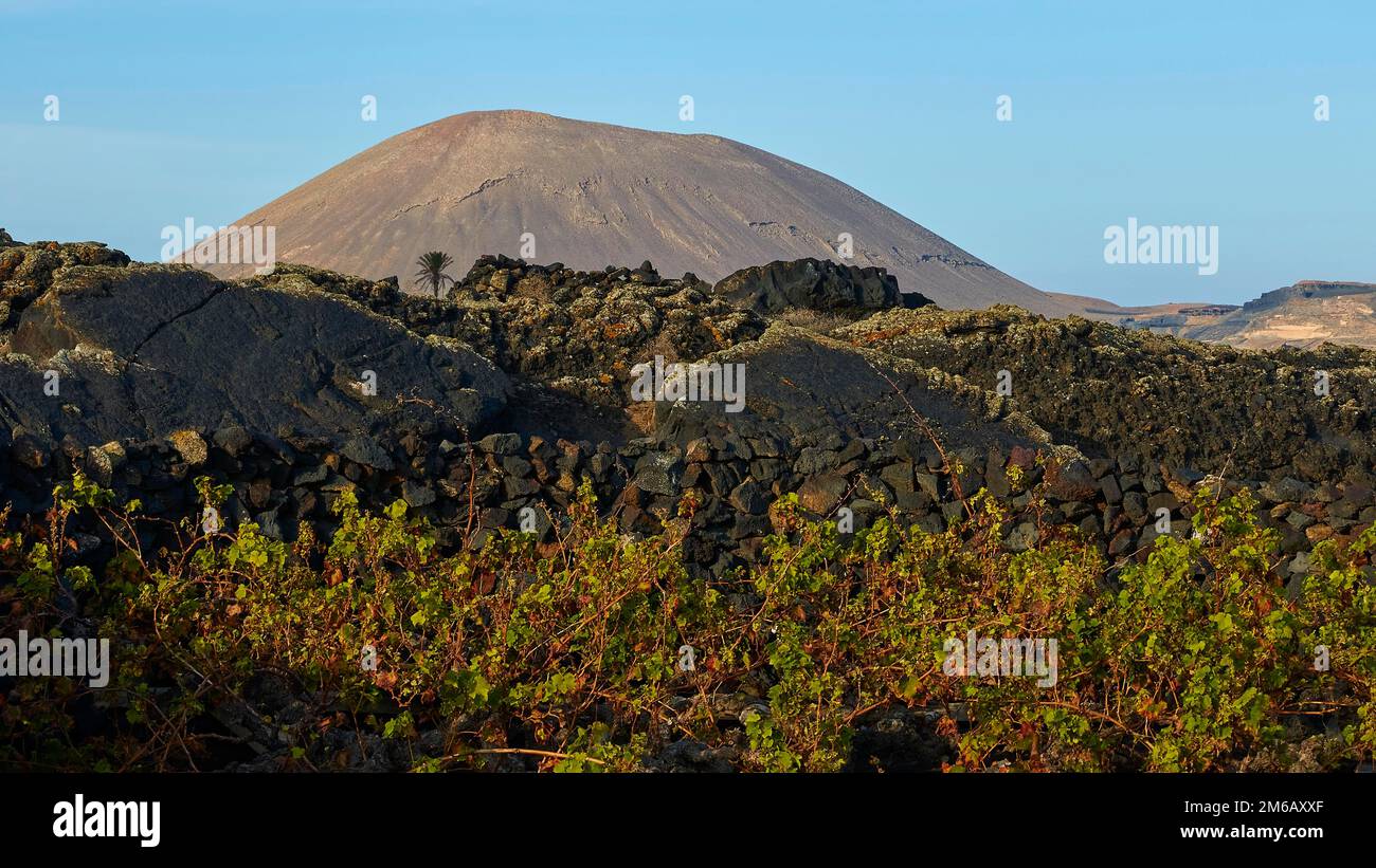 La Geria, région viticole, vignes en dépression, murs de pierre de lave, colline de lave, cave de vinification, El Grifo, musée du vin, ciel bleu sans nuages, Lanzarote, Canari Banque D'Images