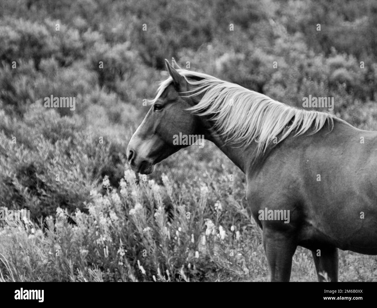 Cheval, Noir et blanc, Alaska Banque D'Images