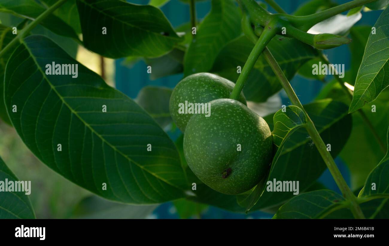 Noyer vert sur un arbre noisette, fruits non mûrs sur les branches. Banque D'Images