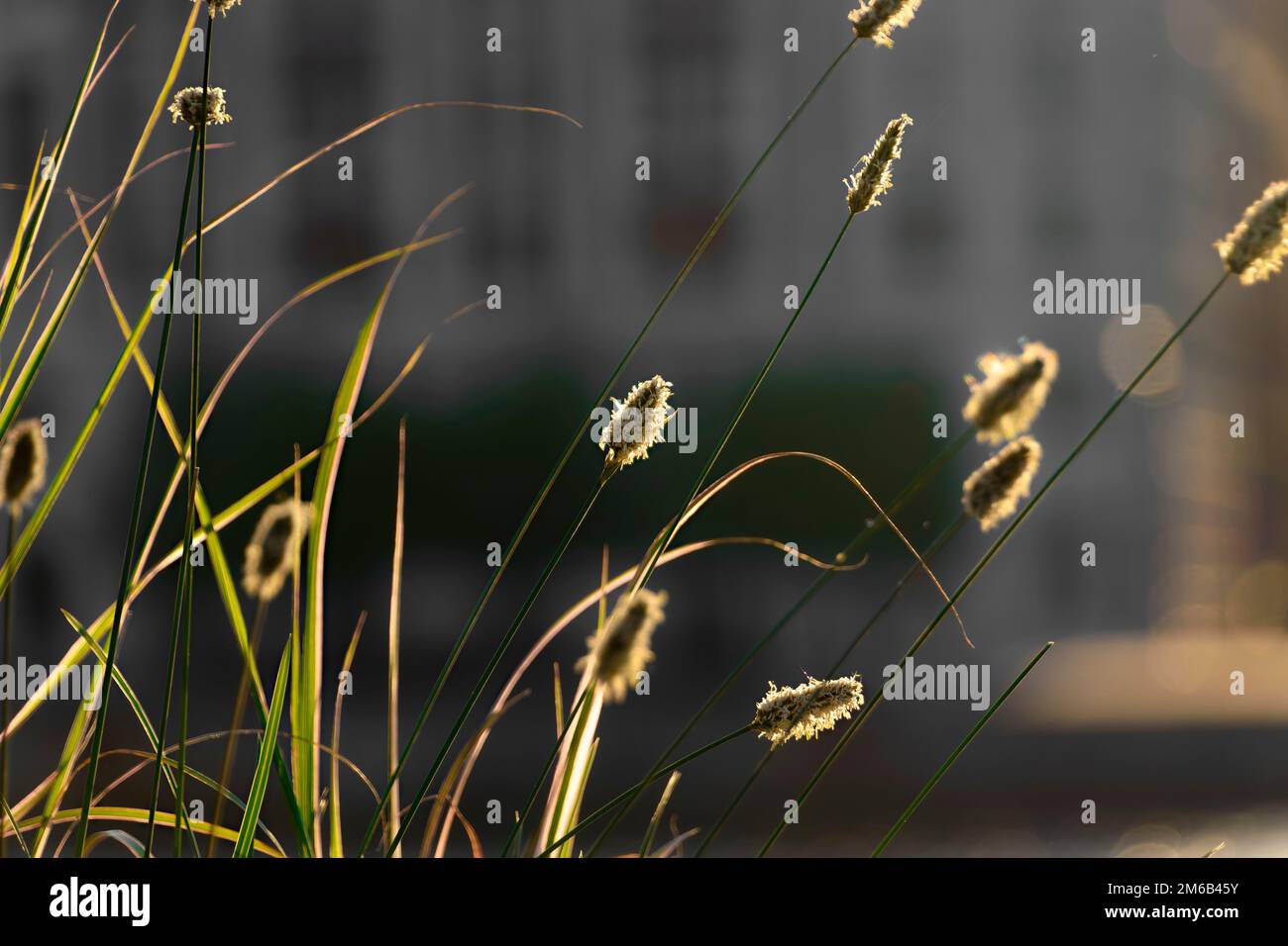 Le cotongrass d'Eriophorum vaginatu, la queue du lièvre capturée contre les rayons du soleil Banque D'Images