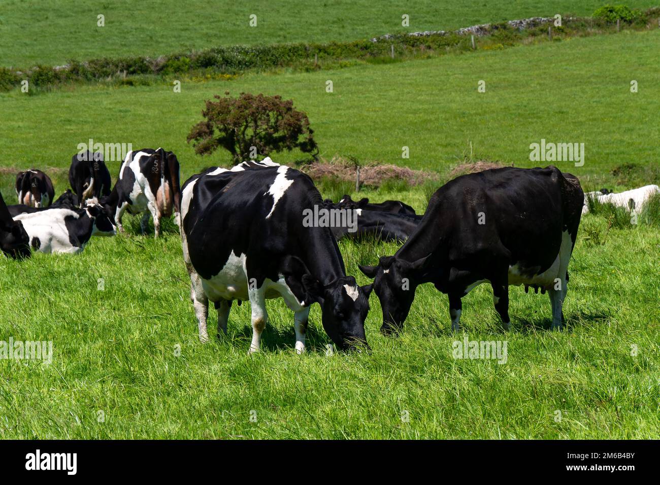 Plusieurs vaches mangent de l'herbe. Bétail sur une ferme d'élevage. Paysage agricole. Ferme biologique. Vache noire et blanche sur gazon vert Banque D'Images