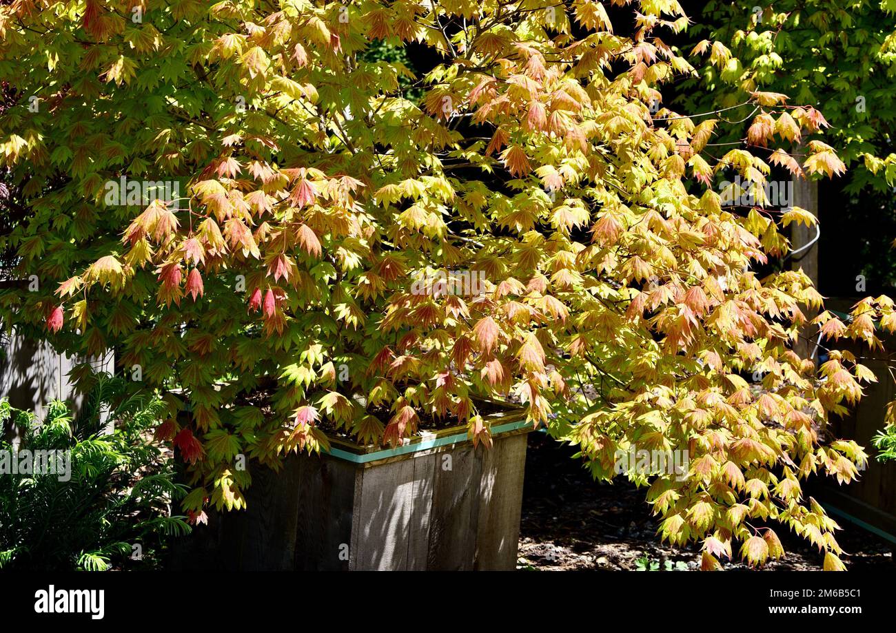 Un Acer shirasawanum 'Moonrise' croissant dans un pot Banque D'Images