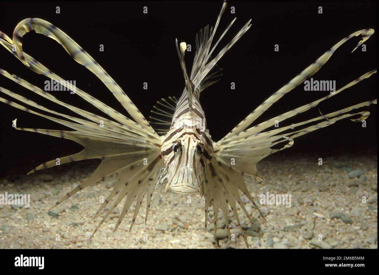 Pterois Miles, le diable luciâtre ou le poisson-lionfish commun Banque D'Images
