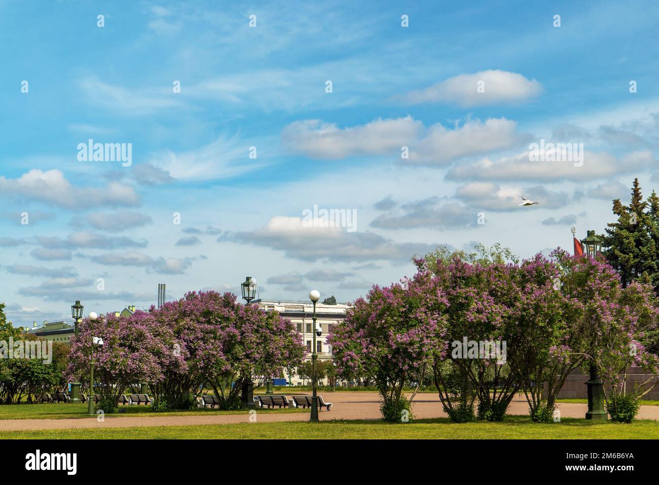 Buissons de lilas sur le champ de Mars. Saint-Pétersbourg Banque D'Images