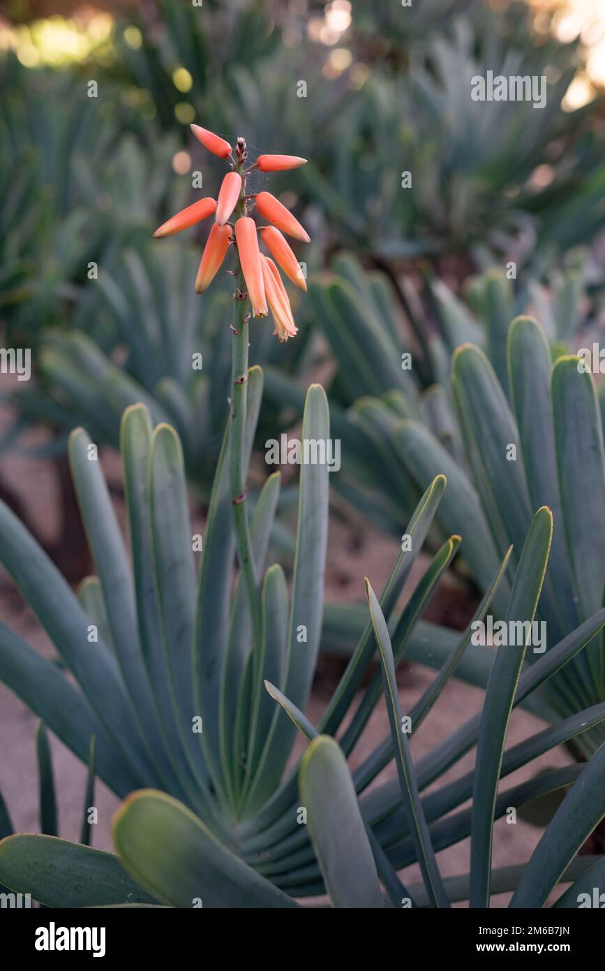 Fleur orange de kumara plicatilis ou aloès éventail. Feuilles longues inhabituelles ressemblant à un éventail Banque D'Images