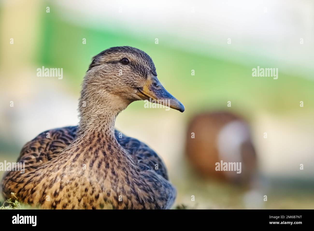 Grand canard brun Banque D'Images Grand canard brun Banque D'Images