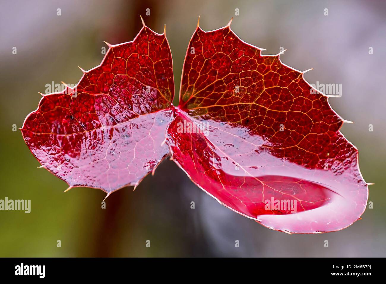 Feuilles rouges Mahonia Banque D'Images