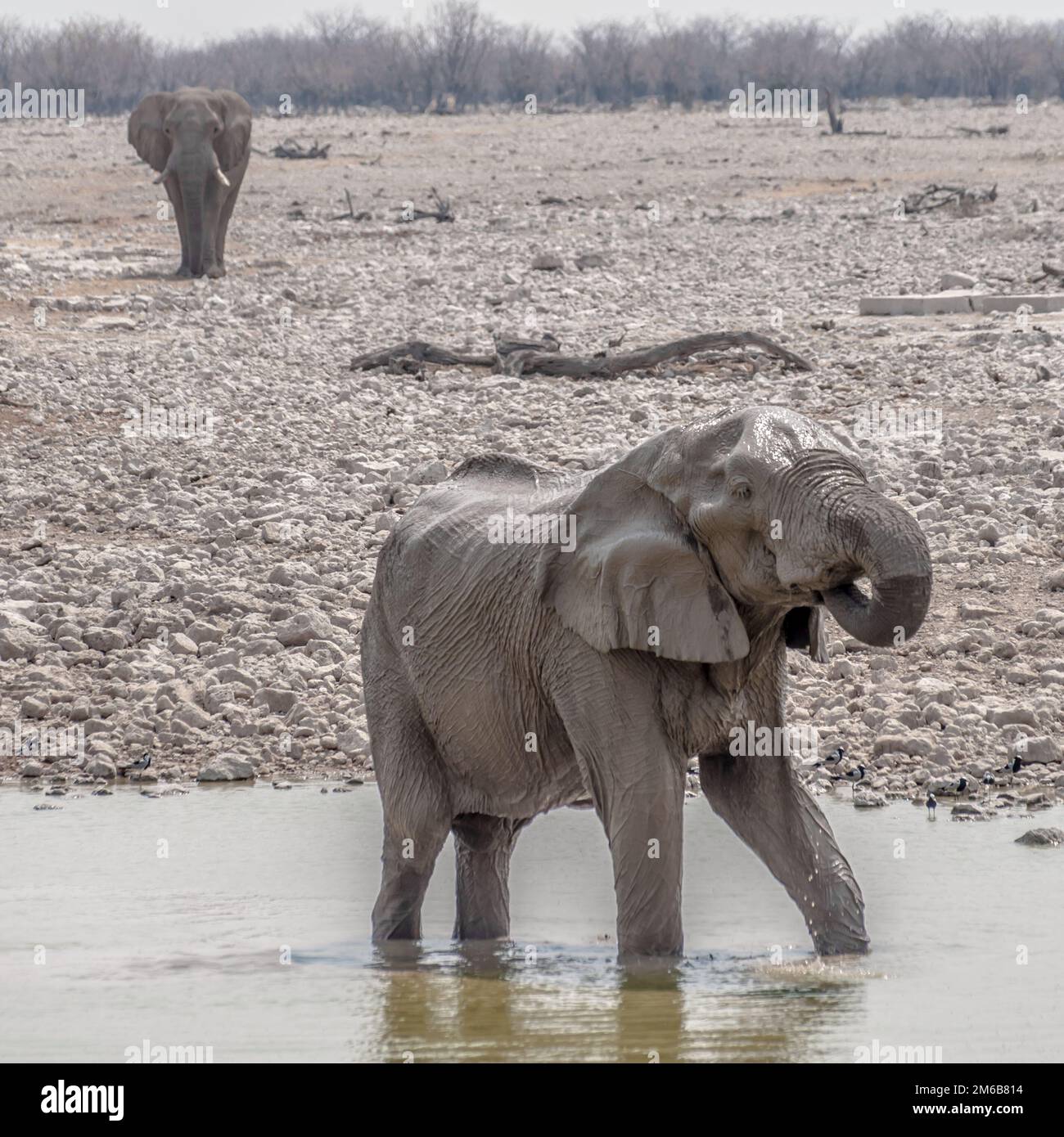 L'eau potable de l'éléphant Banque D'Images