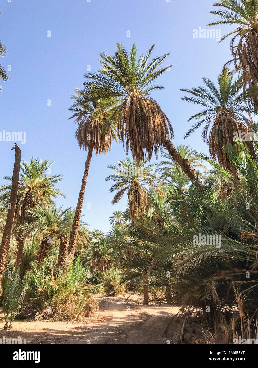 Maroc, Akka, Palm grove Banque D'Images