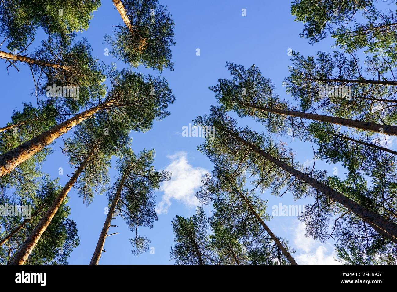 Grands pins à feuilles persistantes sur un fond de ciel bleu avec des nuages blancs, vue en perspective de bas en haut Banque D'Images