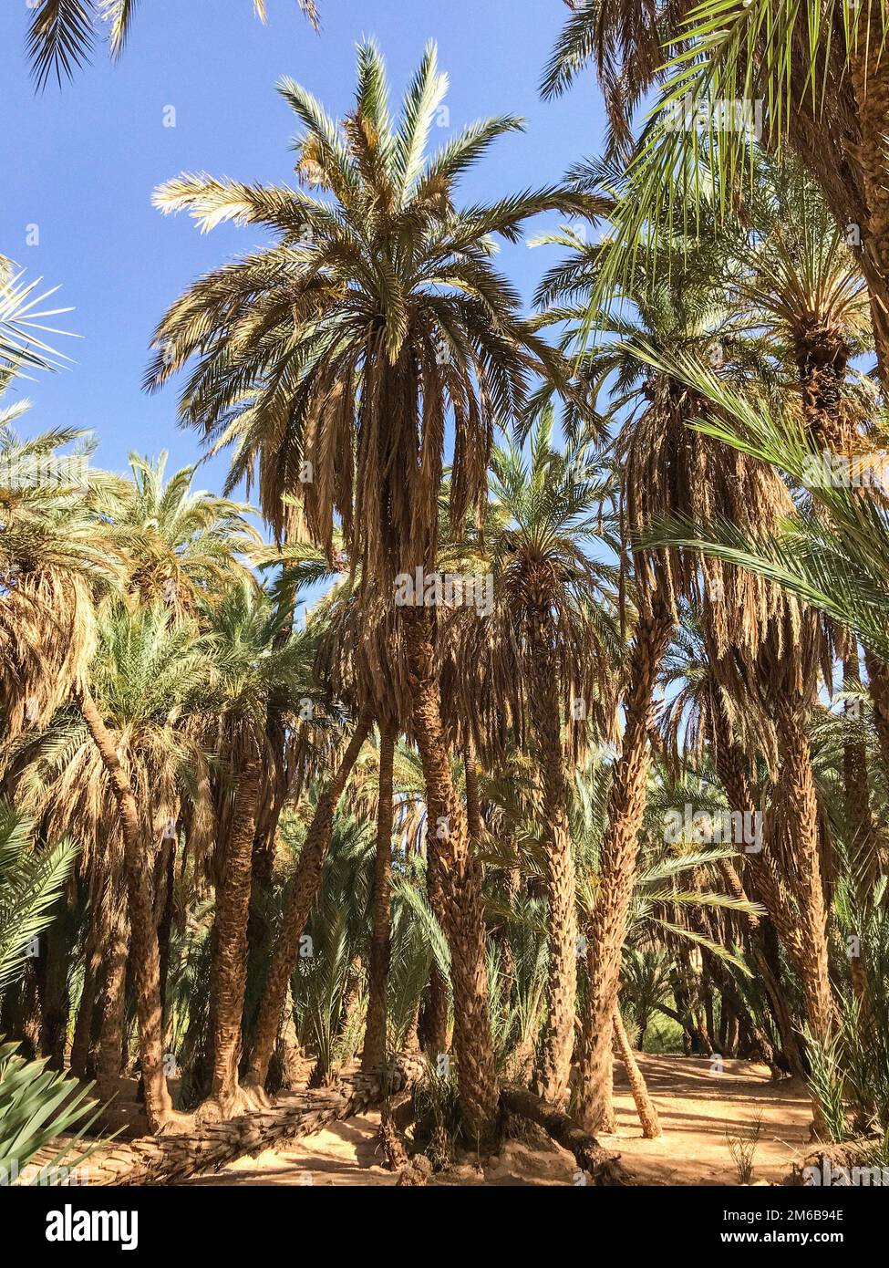 Maroc, Akka, Palm grove Banque D'Images