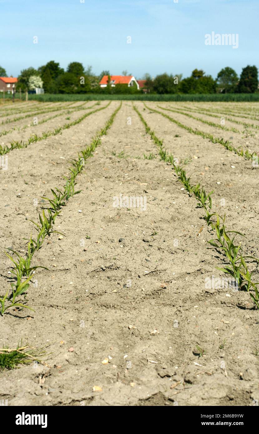 Jeunes plants de maïs sur un champ Banque D'Images