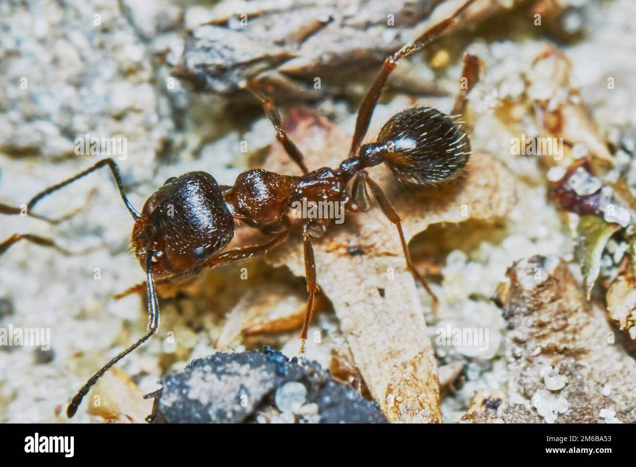 Ant à l'extérieur dans le jardin Banque D'Images