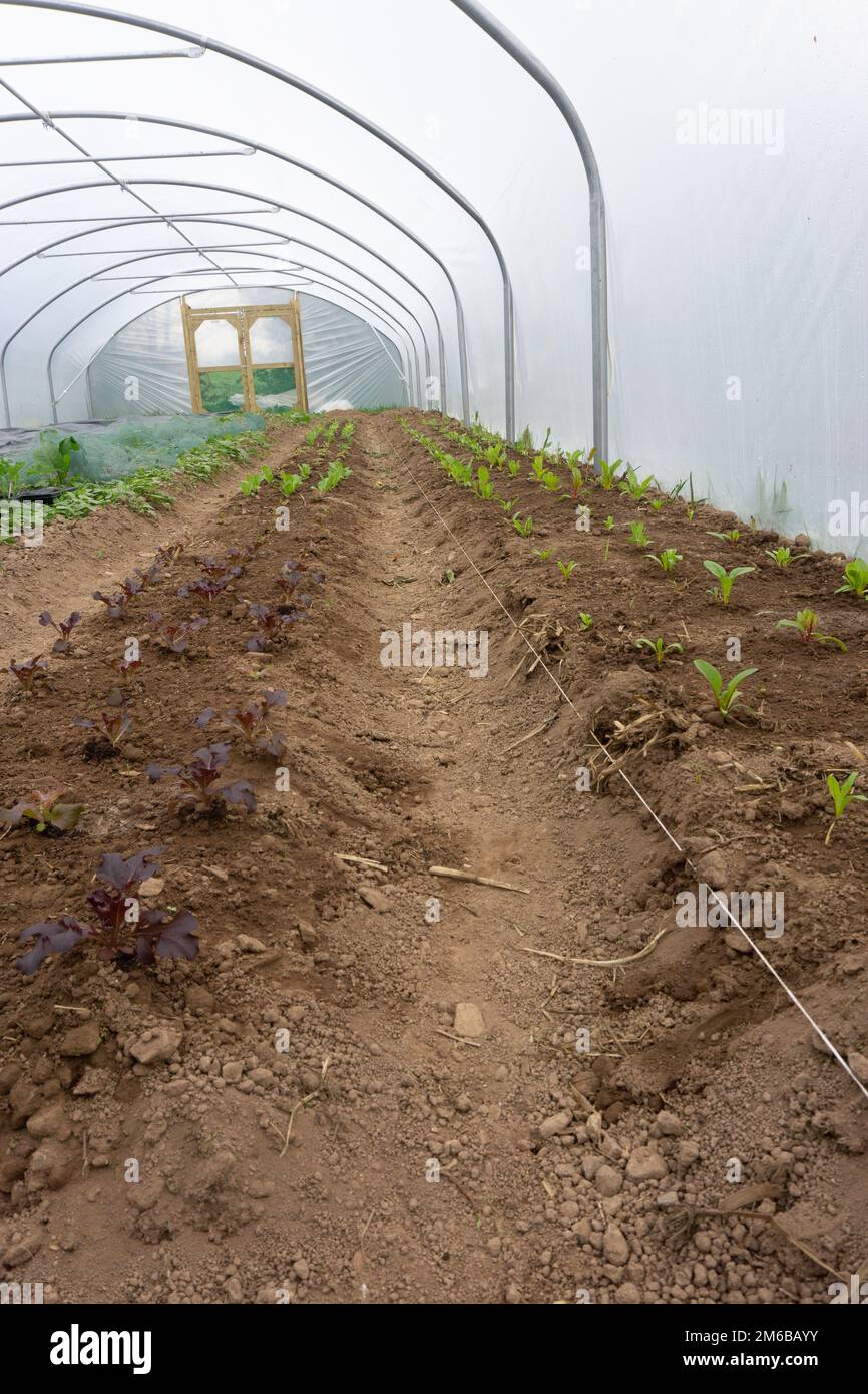 culture en poly-tunnel, au printemps, plantation de feuilles et de laitue, cultivés de façon organique, lits disposés avec une ligne visible. Banque D'Images