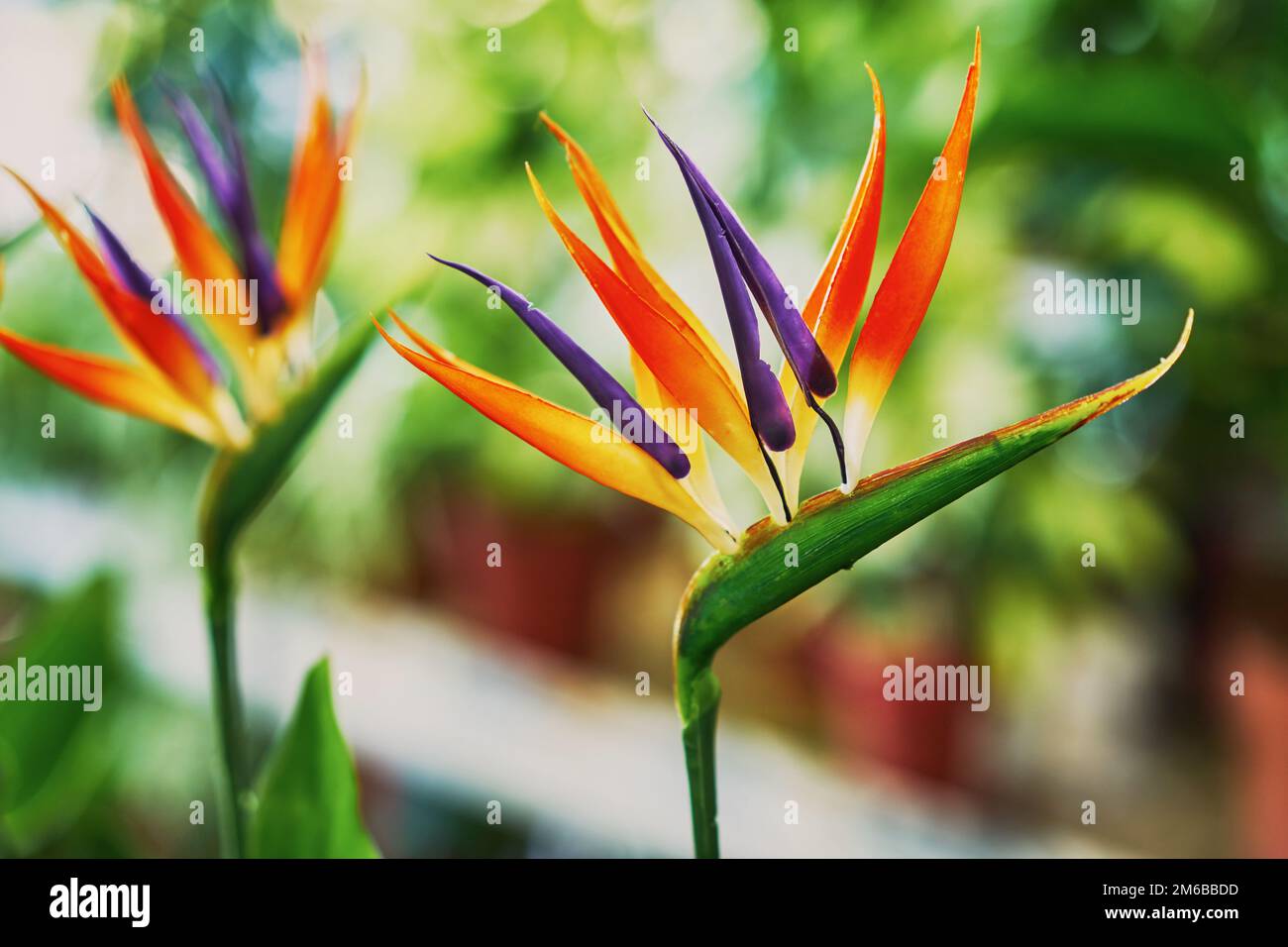 Belles fleurs de Strelitzia Banque D'Images