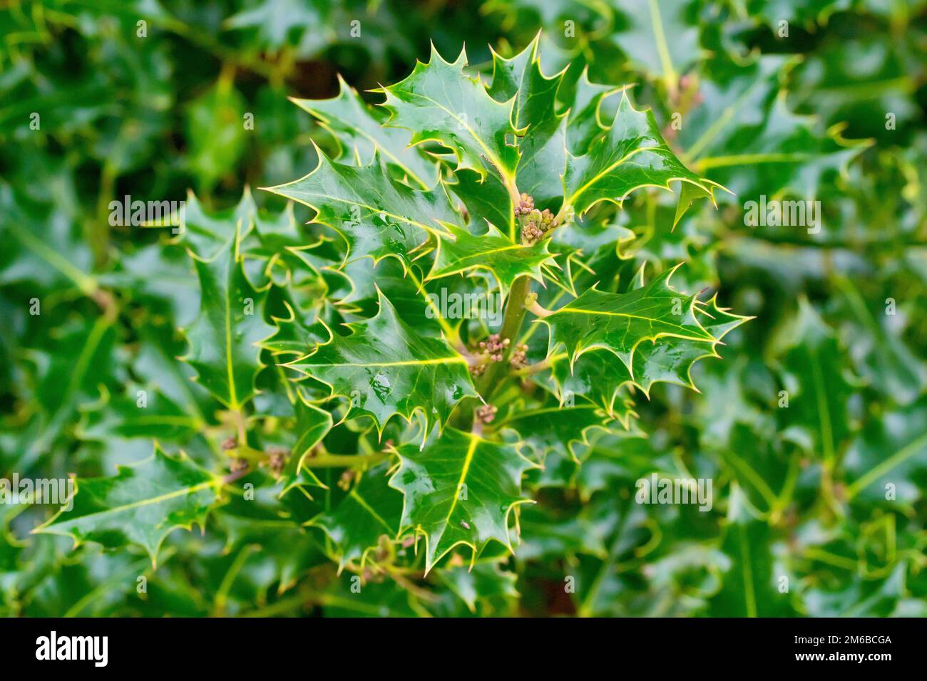 Holly (ilex aquifolium), près d'une branche du petit arbre ou arbuste montrant les feuilles épineuses et les boutons floraux de l'année suivante. Banque D'Images