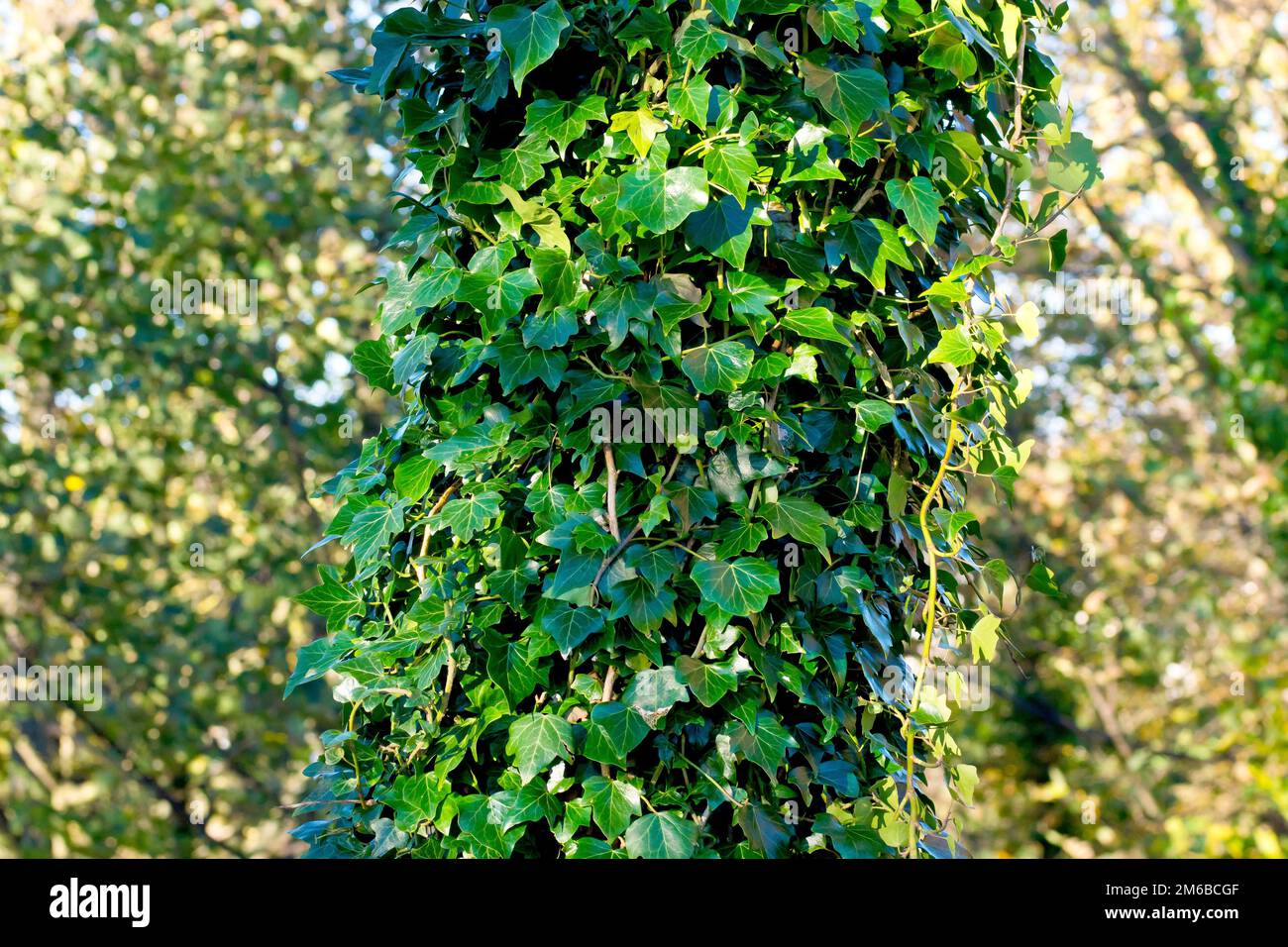 Ivy (hedera Helix), gros plan montrant l'arbuste d'escalade commun qui enveloppe le tronc d'un grand arbre. Banque D'Images