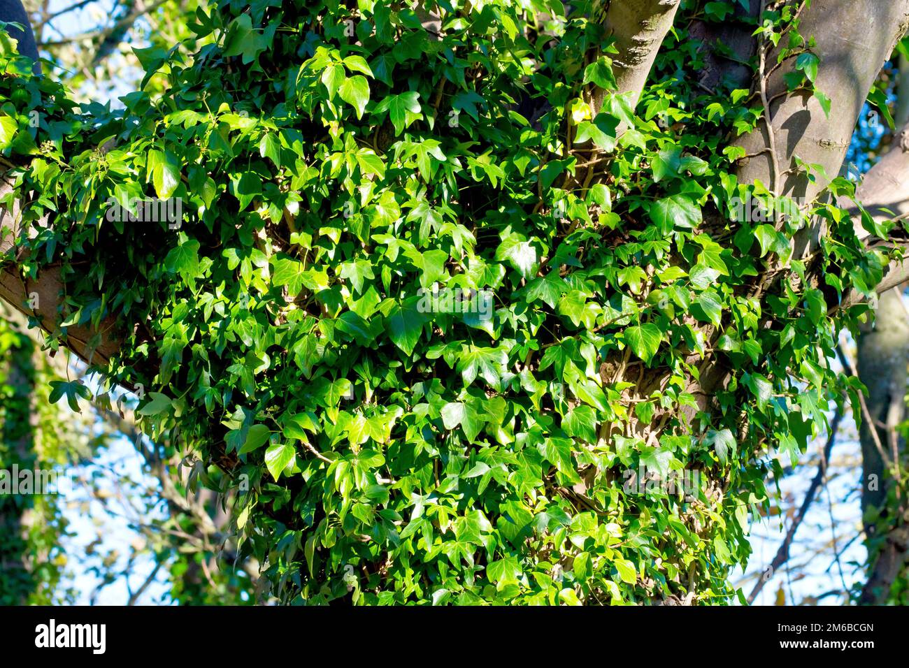 Ivy (hedera Helix), gros plan montrant l'arbuste commun d'escalade qui entoure un grand arbre. Banque D'Images