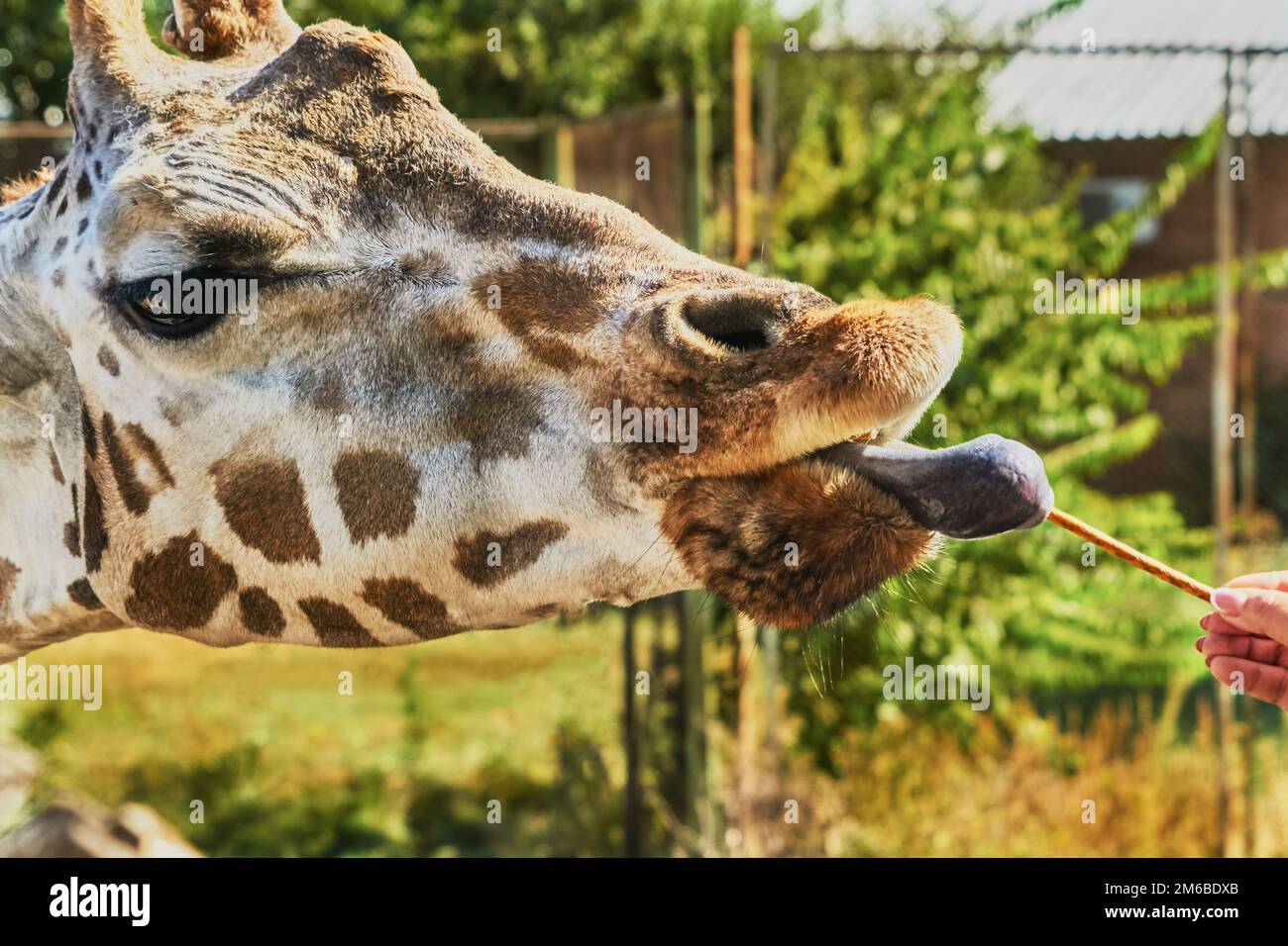 Girafe au zoo Banque D'Images