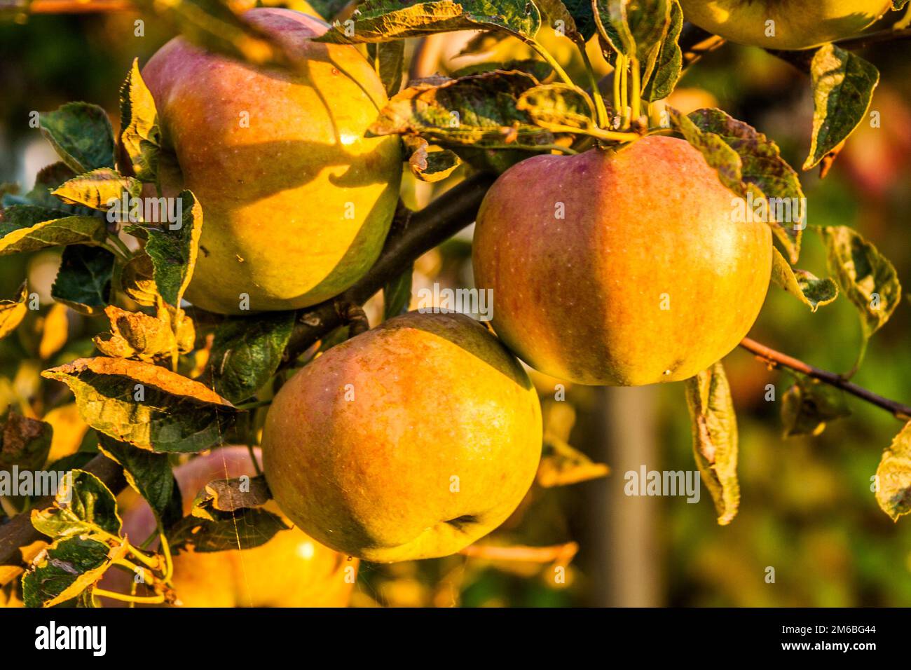 pomme Banque D'Images