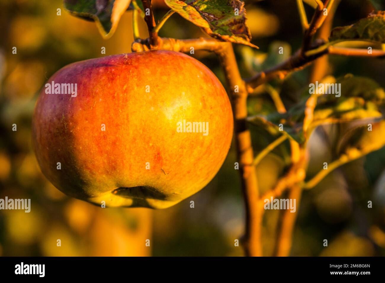 pomme Banque D'Images