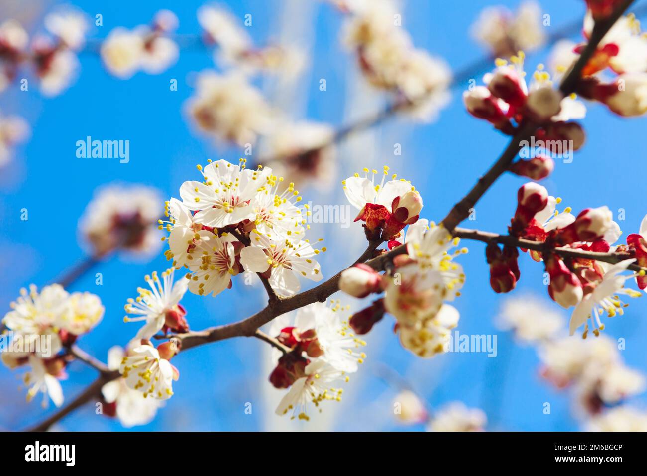 Fleurs blanches au printemps et les bourgeons Banque D'Images