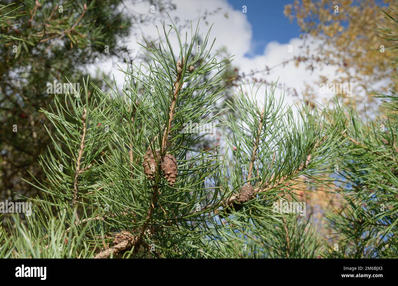 Scotch Pine fruit et branches gros plan avec ciel Banque D'Images