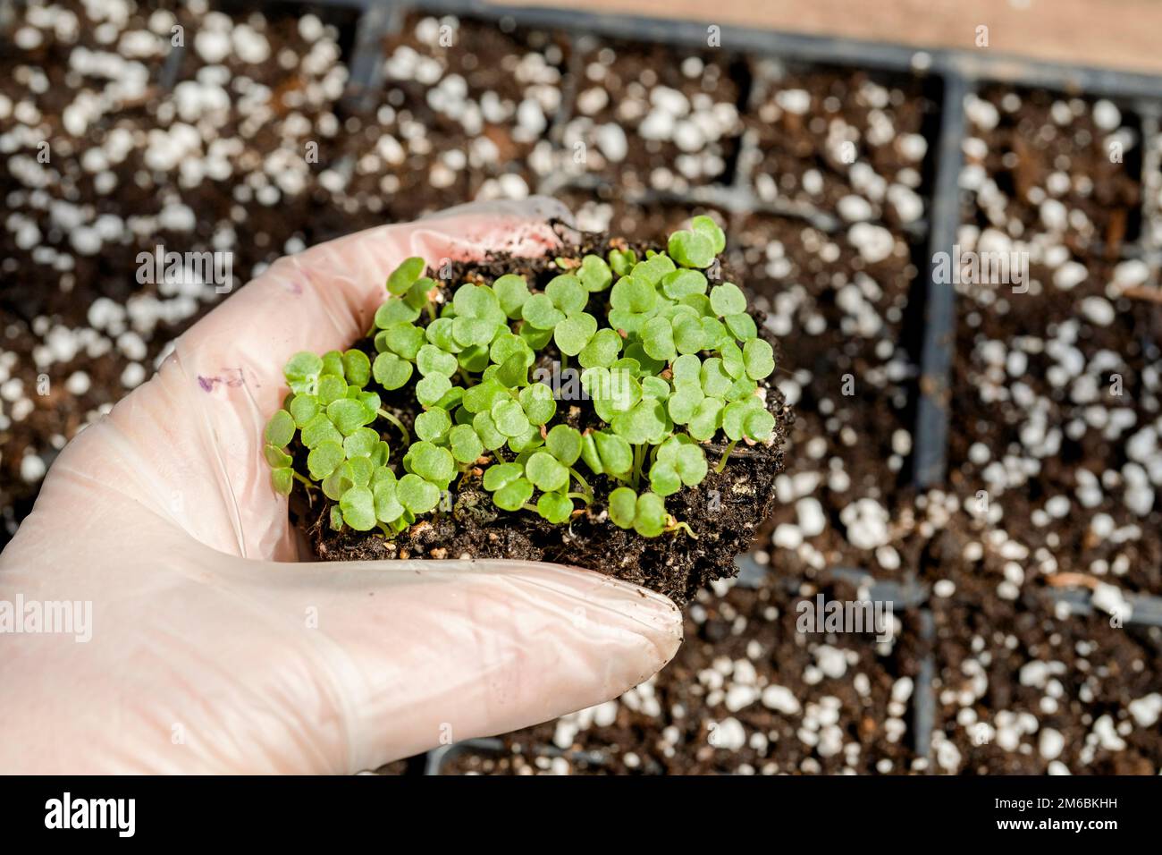 Les jeunes impatiens sont prêts à être transplantés dans des pots plus grands. Banque D'Images