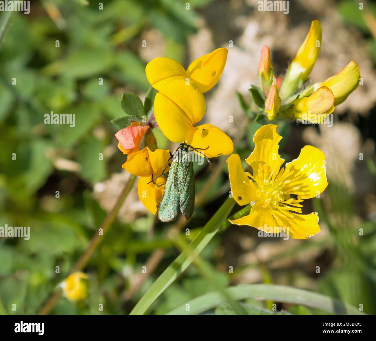 Forester Moth Banque D'Images