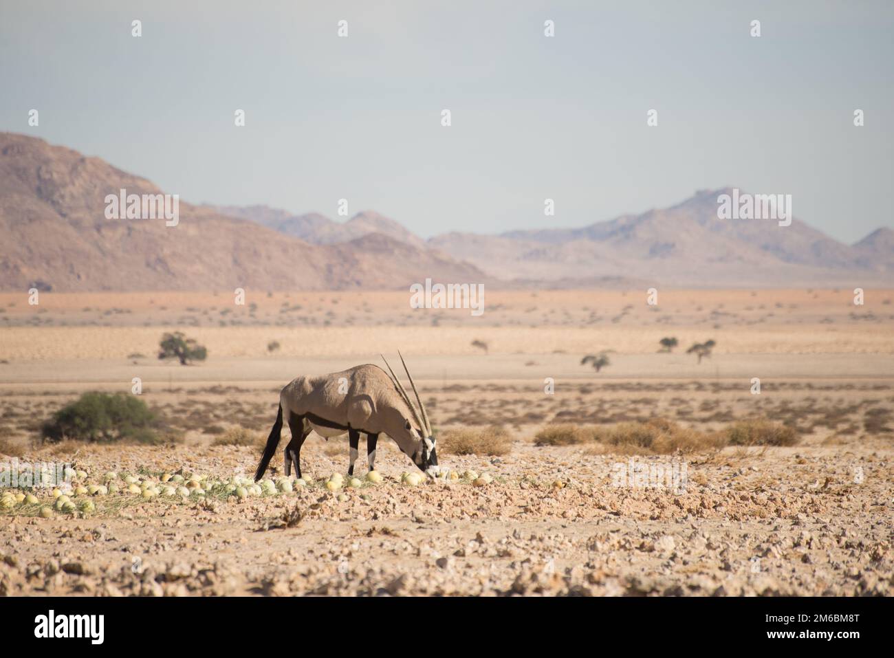 Oryx mangeant des melons du désert dans un paysage désertique Banque D'Images