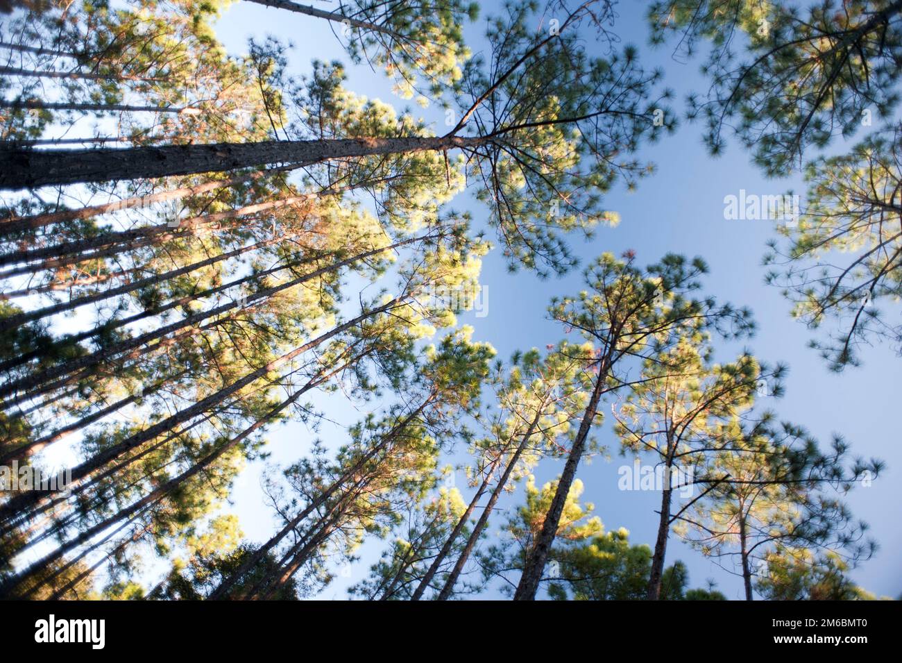 Vous cherchez vers le haut pour vous inspirer de la nature Banque D'Images