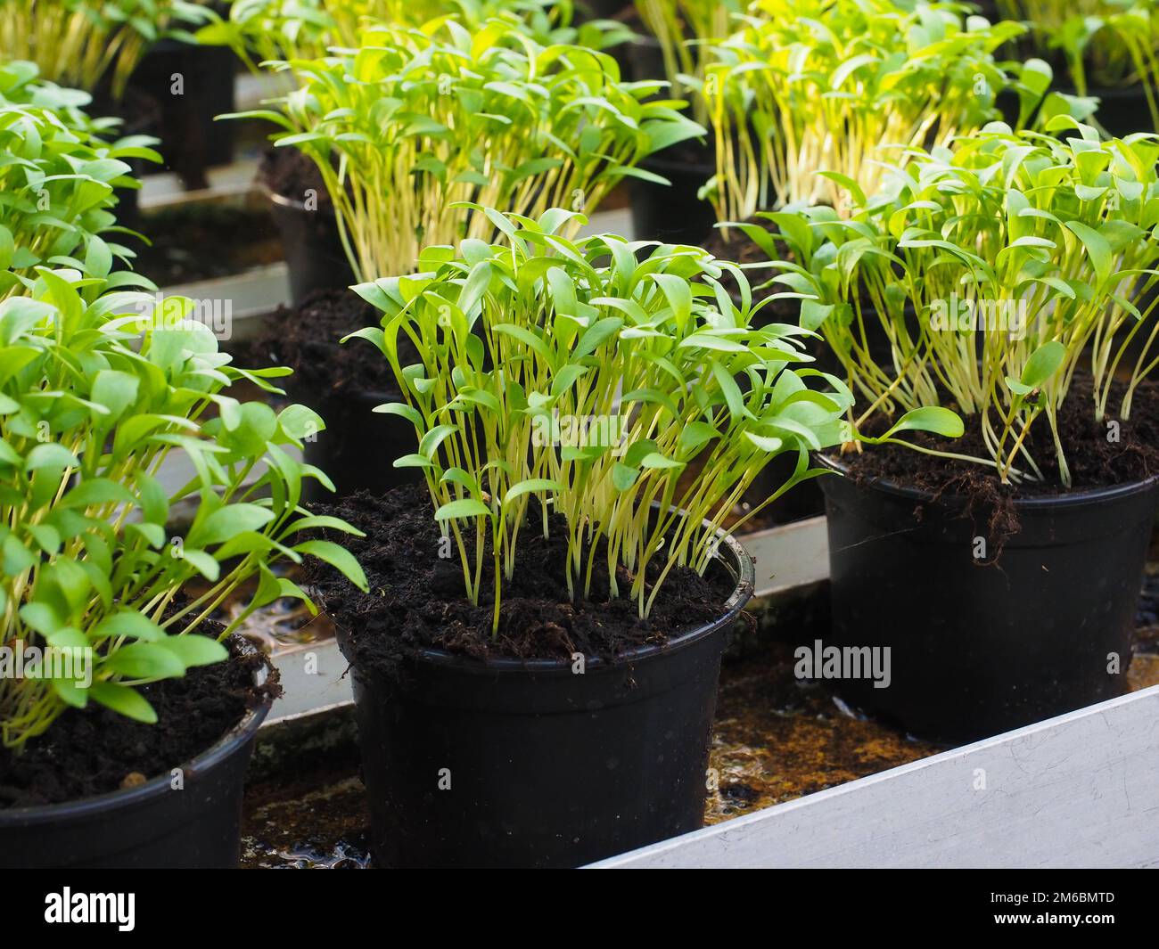 Herbes fraîches poussant dans des pots Banque D'Images