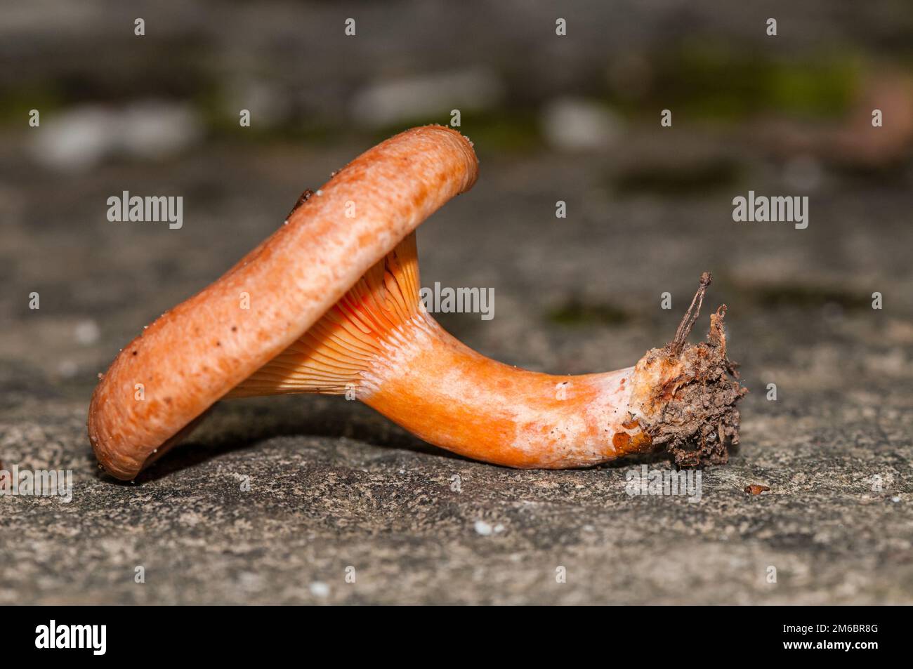 Champignon de pin rouge, Lactarius deliciosus, sur une pierre, semblable à Sanguifluus et Deterrimus, Catalogne, Espagne Banque D'Images