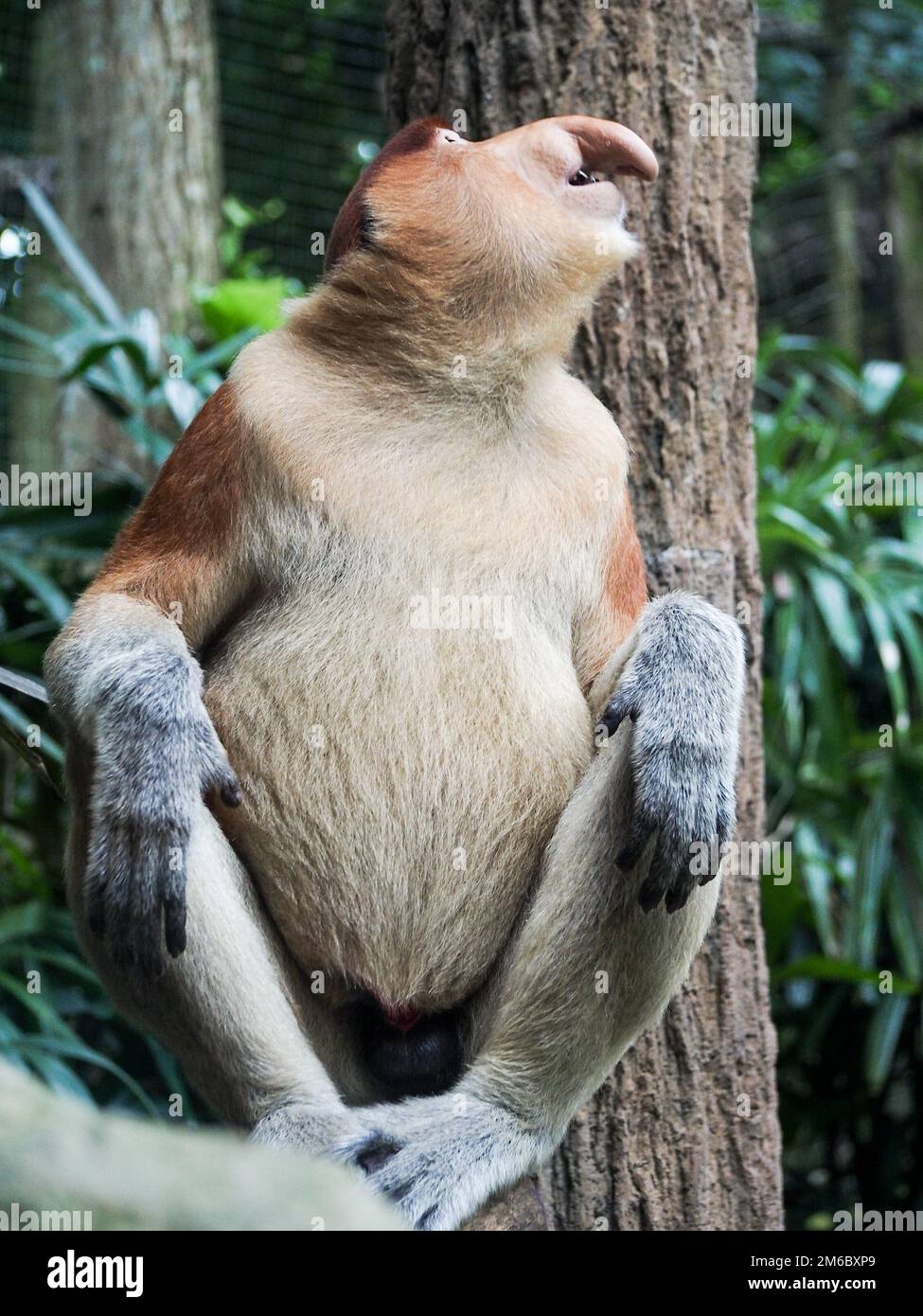 Singe proboscis dans l'arbre Banque D'Images