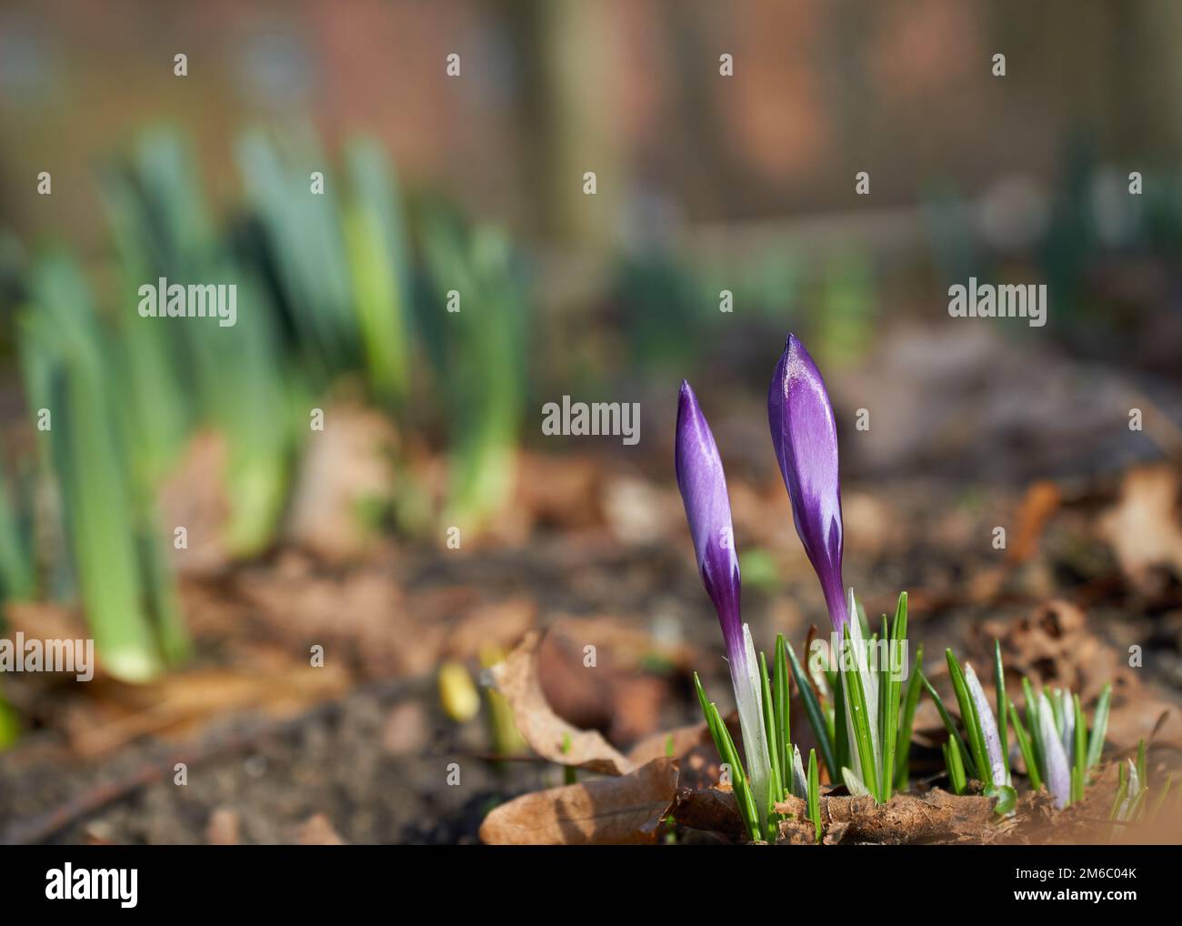 La fleur de crocus magenta fleurit au printemps Banque D'Images
