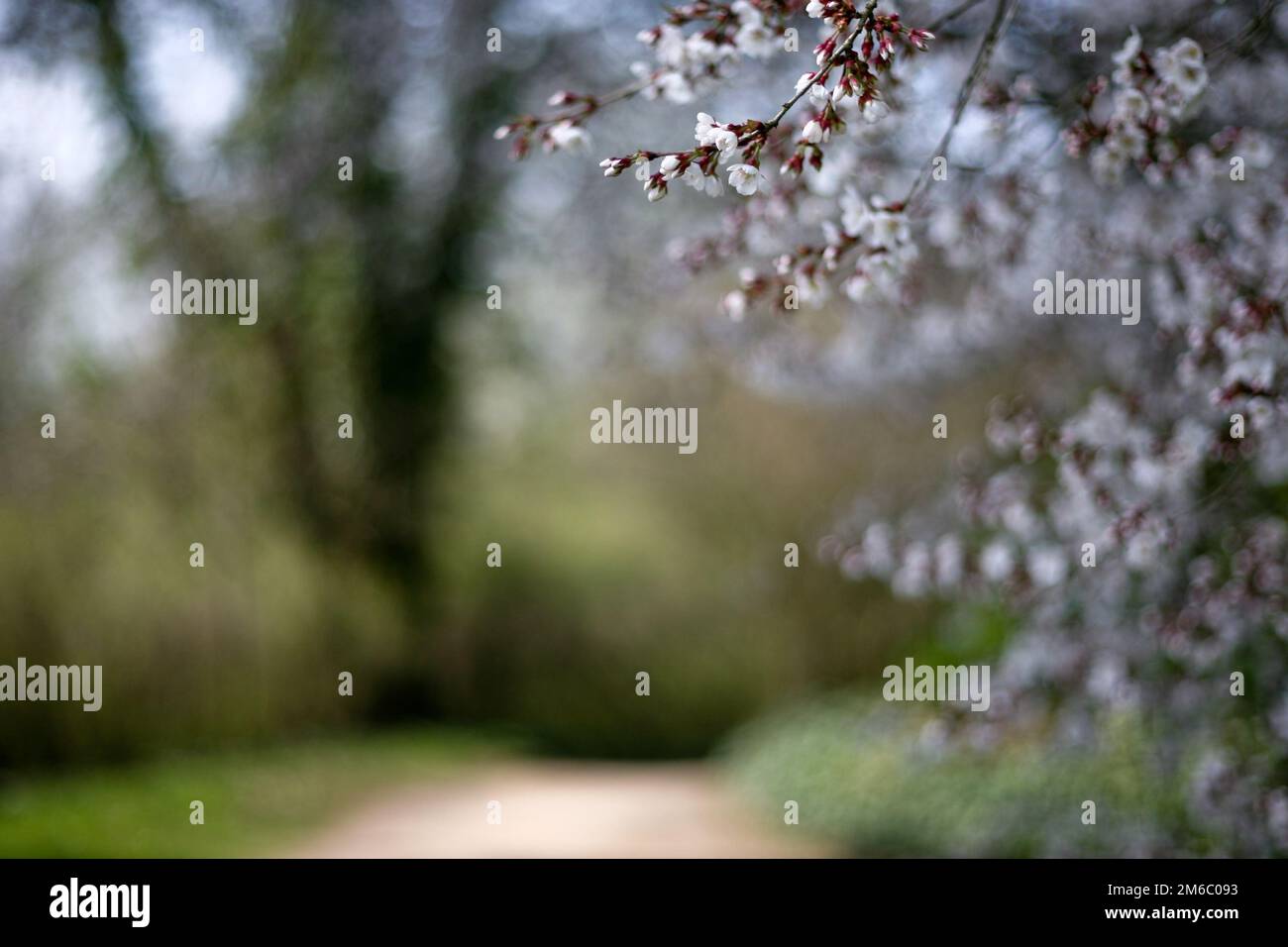 Arbustes fleuris dans le parc Wörlitz Banque D'Images