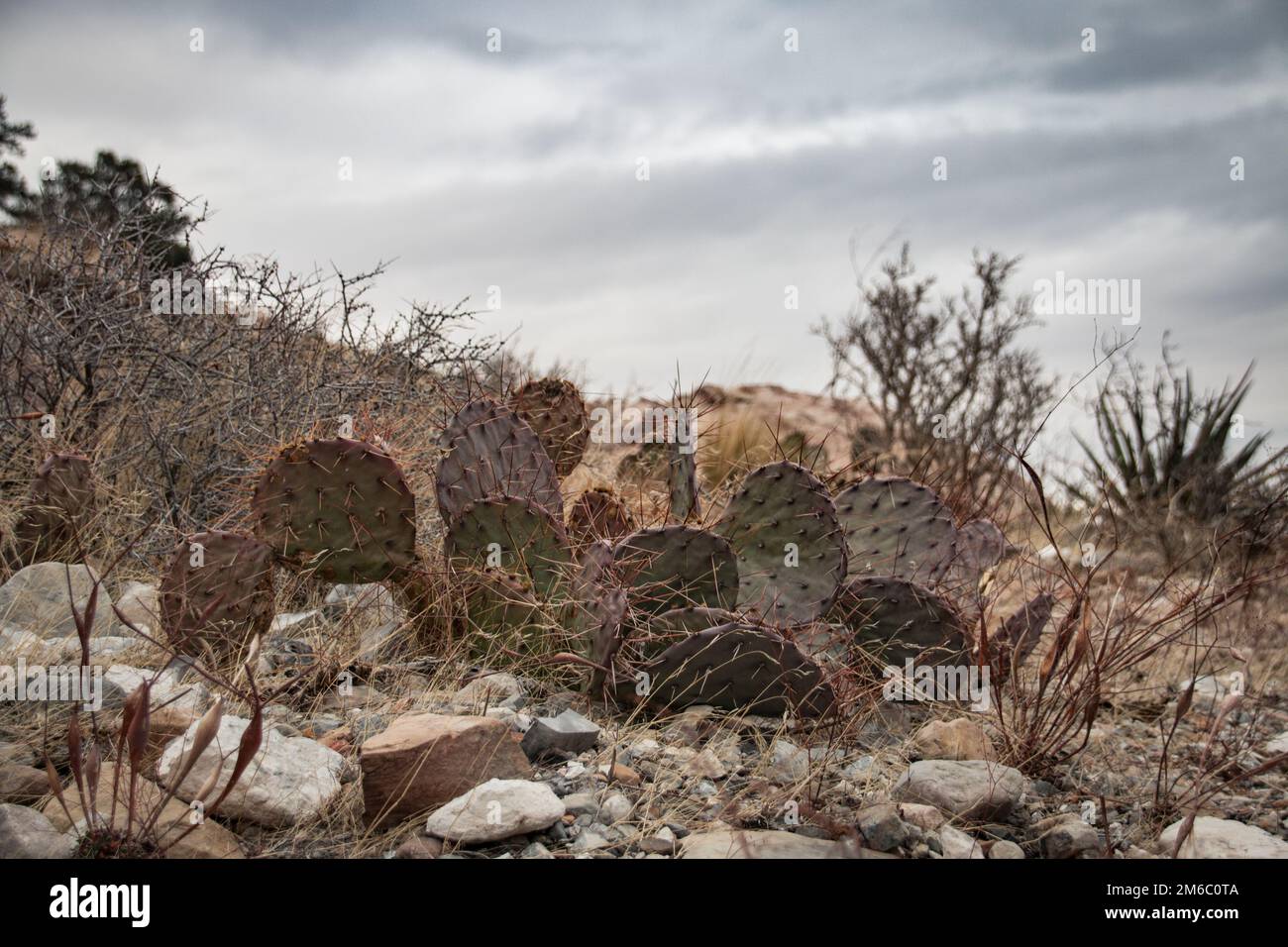 Cactus dans la zone de conservation nationale du Red Rock Canyon, États-Unis Banque D'Images