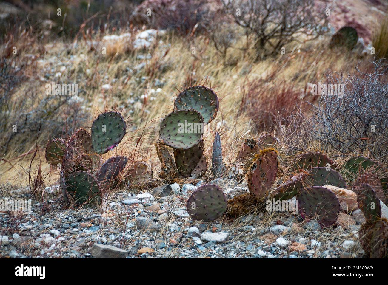 Cactus dans la zone de conservation nationale du Red Rock Canyon, États-Unis Banque D'Images